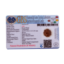 8 Mukhi Rudraksha Size 18.27 mm (Certified)