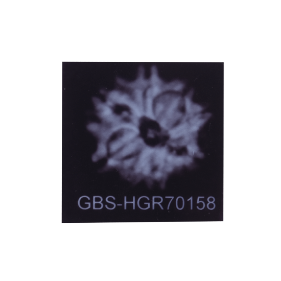 8 Mukhi Rudraksha Size 21.80 mm (Certified) image