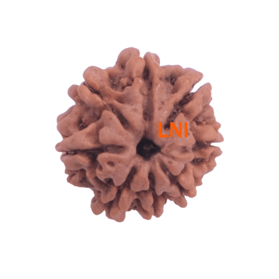 8 Mukhi Rudraksha Size: 18.53 mm (Certified) Rudraksha, 8 Mukhi Rudraksha, 8 Mukhi Rudraksha from Nepal image