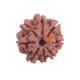 8 Mukhi Rudraksha Size: 18.53 mm (Certified) Rudraksha, 8 Mukhi Rudraksha, 8 Mukhi Rudraksha from Nepal image