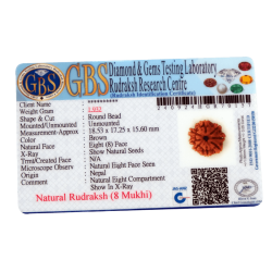 8 Mukhi Rudraksha Size: 18.53 mm (Certified)