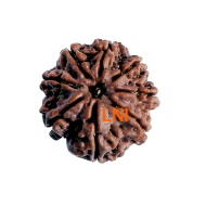 8 Mukhi Rudraksha Size 23.15 mm (Certified)