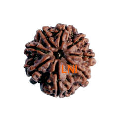 8 Mukhi Rudraksha Size 23.15 mm (Certified)