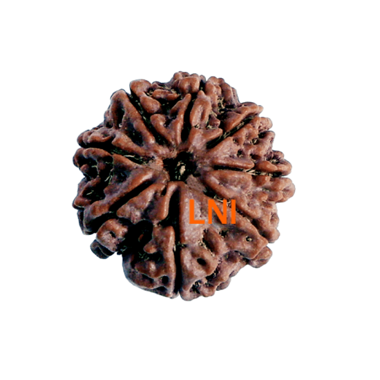 8 Mukhi Rudraksha Size 23.15 mm (Certified) image