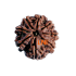 8 Mukhi Rudraksha Size 23.15 mm (Certified)