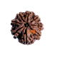 8 Mukhi Rudraksha Size 23.15 mm (Certified) image