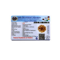 8 Mukhi Rudraksha Size 23.15 mm (Certified)