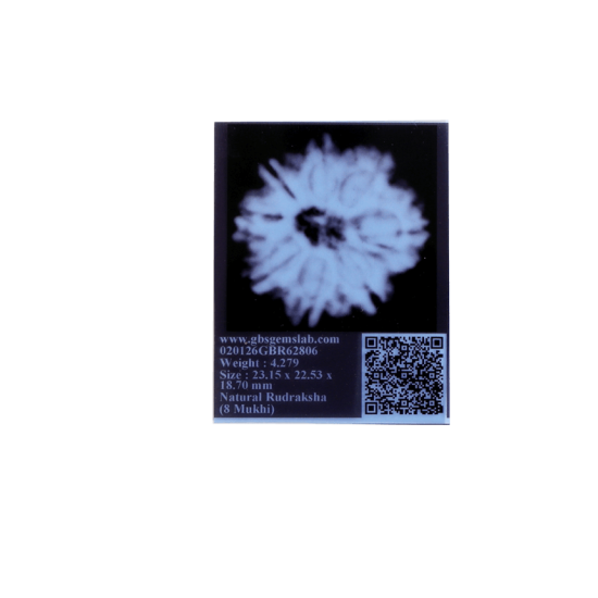 8 Mukhi Rudraksha Size 23.15 mm (Certified) image