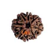 8 Mukhi Rudraksha Size 24.02 mm (Certified)