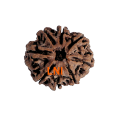 8 Mukhi Rudraksha Size 24.02 mm (Certified)