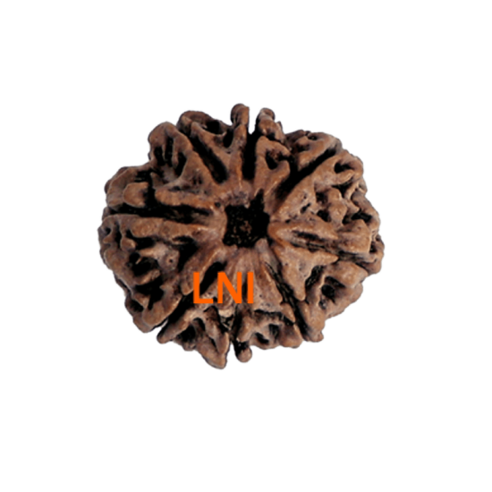 8 Mukhi Rudraksha Size 25.34 mm (Certified) image