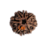 8 Mukhi Rudraksha Size 24.02 mm (Certified)