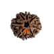 8 Mukhi Rudraksha Size 25.34 mm (Certified) image