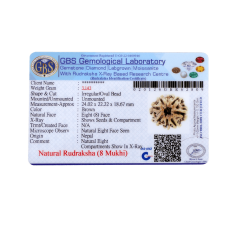 8 Mukhi Rudraksha Size 24.02 mm (Certified)