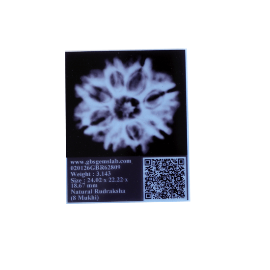 8 Mukhi Rudraksha Size 25.34 mm (Certified) image