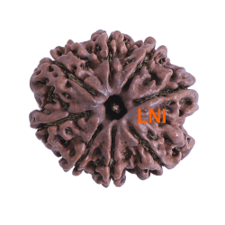 8 Mukhi Rudraksha Size 24.82  mm (Certified)