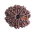 8 Mukhi Rudraksha Size 24.82  mm (Certified)