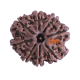 8 Mukhi Rudraksha Size 24.82 mm (Certified) image