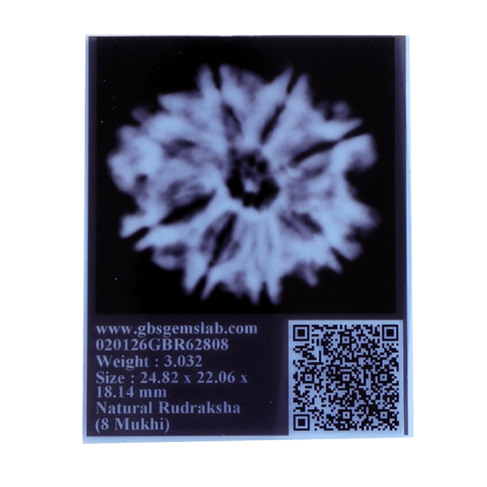 8 Mukhi Rudraksha Size 24.82 mm (Certified) image