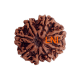 8 Mukhi Rudraksha Size 25.83 mm (Certified) image