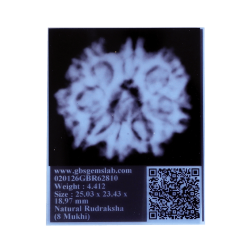 8 Mukhi Rudraksha Size 25.03  mm (Certified)