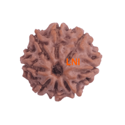 8 Mukhi Rudraksha Size 17.70 mm (Certified)