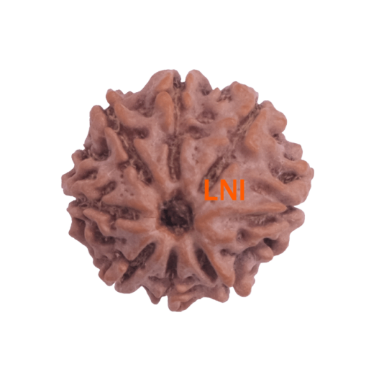 8 Mukhi Rudraksha Size 22.77 mm (Certified) image