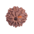 8 Mukhi Rudraksha Size 17.70 mm (Certified)