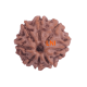 8 Mukhi Rudraksha Size 22.77 mm (Certified) image