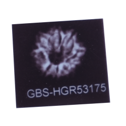 8 Mukhi Rudraksha Size 17.70 mm (Certified)