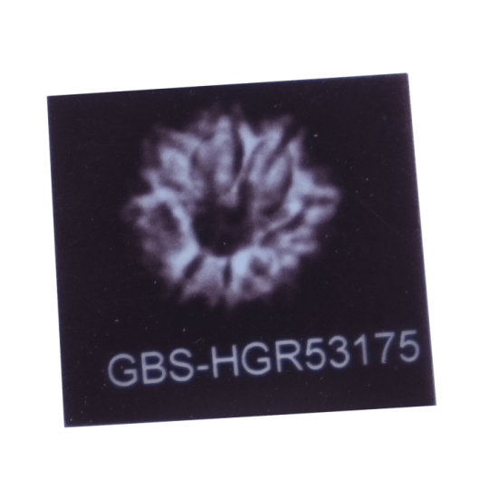 8 Mukhi Rudraksha Size 22.77 mm (Certified) image