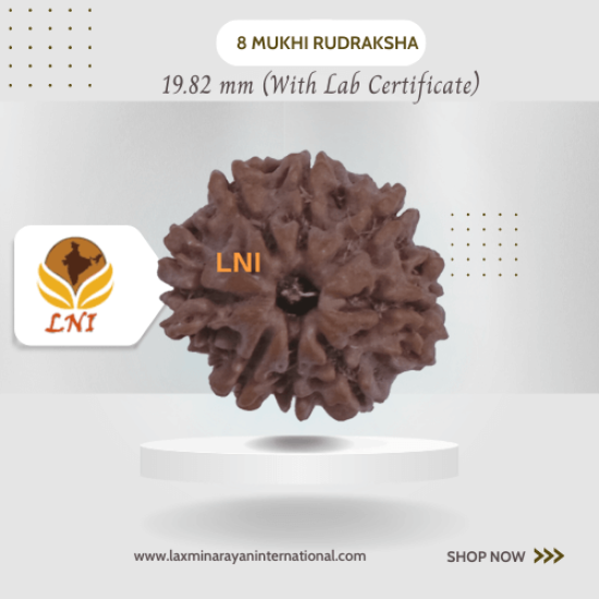 8 Mukhi Rudraksha Size 19.82 mm (Certified)