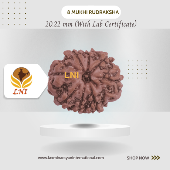 8 Mukhi Rudraksha Size 20.22 mm (Certified)