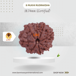8 Mukhi Rudraksha Size: 18.74 mm (Certified)