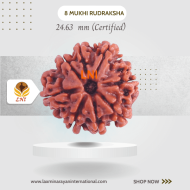 8 Mukhi Rudraksha Size 24.63 mm (Certified) 