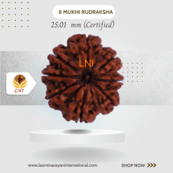 8 Mukhi Rudraksha Size 25.01  mm (Certified)