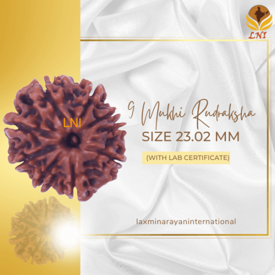 9 Mukhi Rudraksha  Size 23.02 mm (Certified)