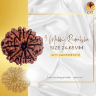 9 Mukhi Rudraksha Size 24.65 mm (Certified)