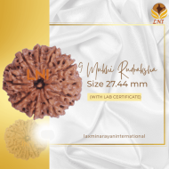 9 Mukhi Rudraksha Size 27.44 mm (Certified)
