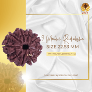 9 Mukhi Rudraksha Size 22.53 mm (Certified)