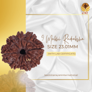 9 Mukhi Rudraksha Size 23.01 mm (Certified)