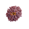 9 Mukhi Ganesha Rudraksha Size 24.30 mm (With Lab Certificate)
