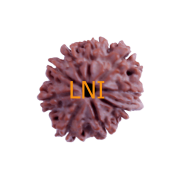 9 Mukhi Ganesha Rudraksha Size 24.30 mm (With Lab Certificate)