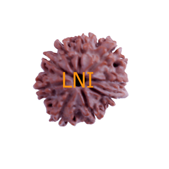 9 Mukhi Ganesha Rudraksha Size 24.98 mm (With Lab Certificate) Higher Rudraksha, Ganesha Rudraksha image