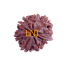 9 Mukhi Ganesha Rudraksha Size 24.30 mm (With Lab Certificate)