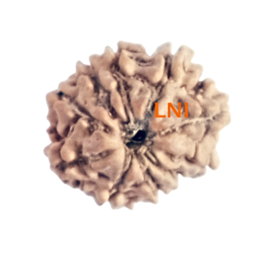 9 Mukhi Rudraksha Size 14.40 mm (With Lab Certificate)