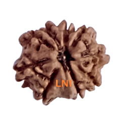 9 Mukhi Rudraksha Size 15.81 mm (With Lab Certificate)