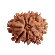 9 Mukhi Rudraksha Size 15.95 mm (With Lab Certificate)