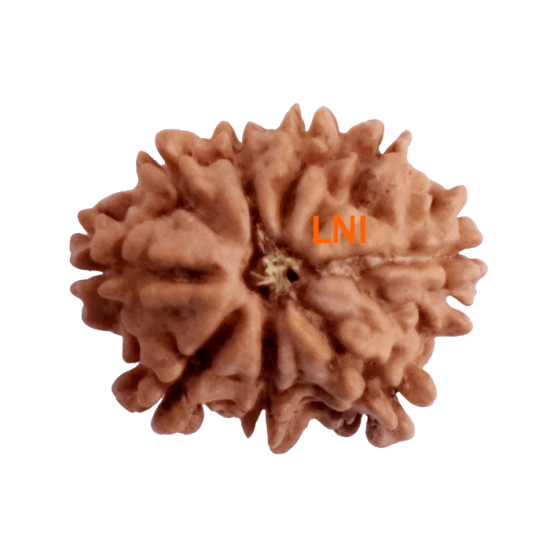9 Mukhi Rudraksha Size 15.95 mm (With Lab Certificate) image