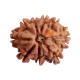 9 Mukhi Rudraksha Size 15.95 mm (With Lab Certificate) image